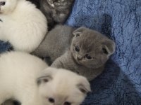 Scottish fold blue point