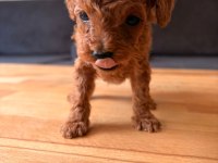Teacup Toy Poodle Yavrular Kg Garantili
