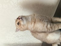 7 aylık oyun canlısı scottish fold
