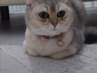 Safkan British Shorthair Yavrular