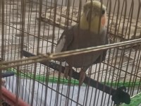 Erkek sultan papağanı 2 yaşında