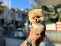 Pomeranian güzeller güzeli erkek yavrumuz