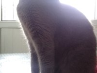 1 Yaşında Dişi Scottish Fold
