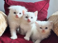 Beyaz mavi gözlü scottish fold bebekler