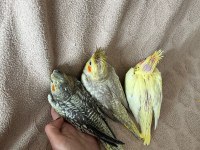Sultan Papağanı 1.5 Aylık Yavrular