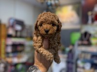Teacup toy poodle yavrularımız