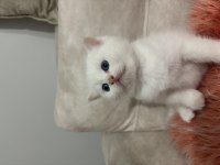 British shorthair yavrularımıza yuva arıyoruz