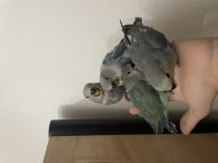ÜST DÜZEY MUTASYON EL BESLEME SEVDA PAPAĞANI