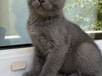 Kırık Kulak Gri Yavru Scottish Fold
