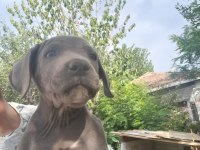 Cane corso blue bebekler