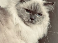 DİŞİ RAGDOLL KEDİME ERKEK EŞ ADAYI ARIYORUM