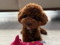 Kore erkek 2,5 kg 15 aylık poodle