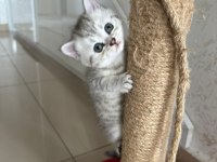 british shorthair bebeğimiz sahiplendirilecektir.