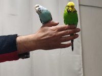 Bir çift show jumbo kuşum var ben gibi bakımlı