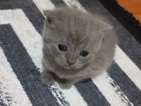 British shorthair minikler hazır