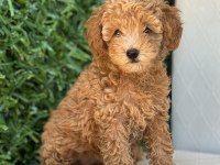 SEVİMLİ POODLE YAVRULARIM