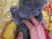 Scottish fold yavrular
