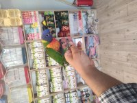 EL BESLEME RAİNBOW LORİ PAPAĞANLARIMIZ GELMİŞTİR