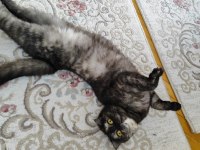 Ücretsiz sahiplendirme scottish fold kedimiz