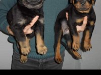Rottweiler Yavrular