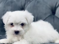 Maltese yavrularımız yeni ailelerini bekliyor
