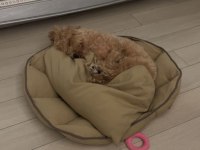 Toy poodle 9 aylık dişi