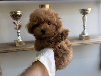 En özel poodle yavrular