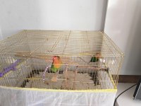 Yavru çift 5 aylık kuşumuz