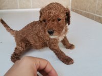 0 NUMARA TOY POODLE YAVRULARIMIZ