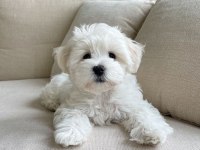 Efsane Maltipoo Yavrular