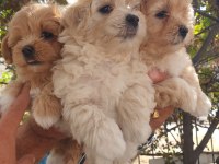 Üst düzey maltipoo yavrularımız sizleri bekliyor