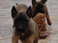 Belçika Kurdu Malinois 2 - 2.5 Aylık Erkek ve Dişi