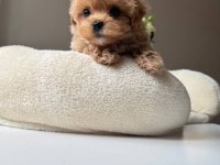 Maltipoo Bebeklerimiz
