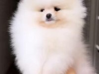 Pomeranian yavrular