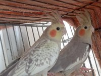 Ele alışık pied grey lutino sultan yavrular yeme düştü