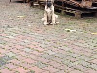 Son iki yavru köpeğimiz kalmıştır isterseniz bir önceki