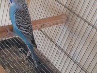 2 AYLIK GENÇ MAVİŞ DİŞİ MUHABBET KUŞU