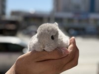 CÜCE ORJİNAL BEBEKLER İÇİN ARAYINIZ