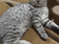 British shorthair yavru