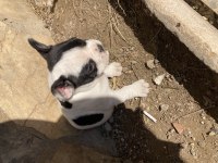 French bulldog yavrumuza yuva