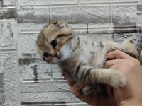 BLACK GOLDEN TABBY SCOTTİSH FOLD FARKLI OLMAYI SEVENLERE