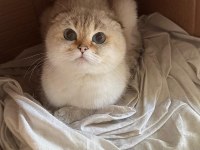 2 aylık british shorthair yavrular