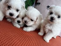 Orjinal maltese terrier yavrular