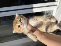 Golden erkek bebek kedim teslime hazır