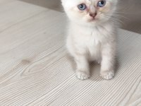 Sağlık garantili safkan kediler