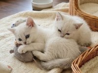 BAKMADAN GEÇMEYİN YAVRU KEDİLERE