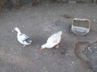 1 yaşında 2 dişi ve 1 erkek ördek
