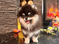 EŞSİZ BİR POMERANİAN İÇİN BİZİ ARAMADAN KARAR VERMEYN