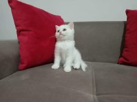 2 AYLIK ERKEK BRİTİSH SHORTHAİR