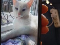 Ankara kedisi aşıları tam